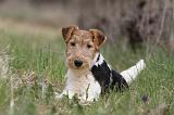 FOX TERRIER 592